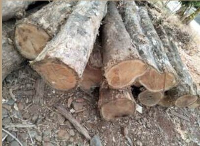 Log cross section