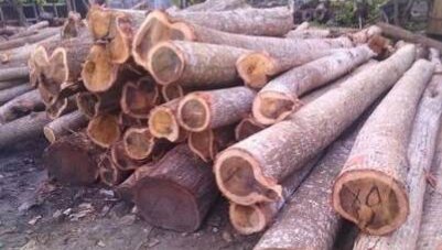 Stacked logs