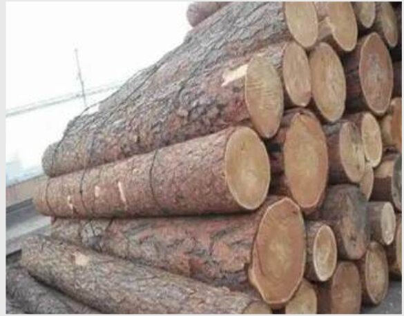 Logs stacked for export