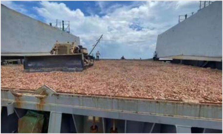 Cargo ship wood chips